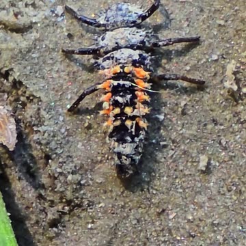 Asian ladybird larva / beautiful insect in nature.