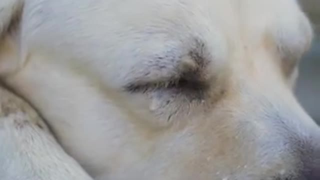 DOG SAVE BLIND MAN LIFE