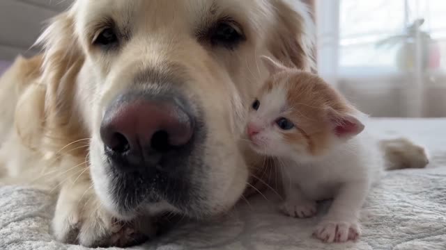 Tiny Kitten and Golden Retriever are Best Friends
