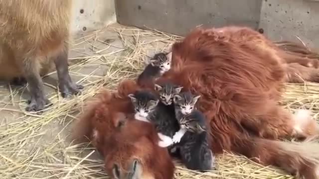 Cow 🐮 and the Gang having a blast 💥