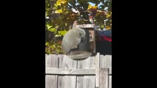 Marty the Cockatoo meets the gang