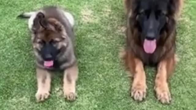 Top Funny Cuit Dogs Video || Most Effective Dog Training Video