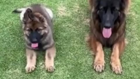 Top Funny Cuit Dogs Video || Most Effective Dog Training Video