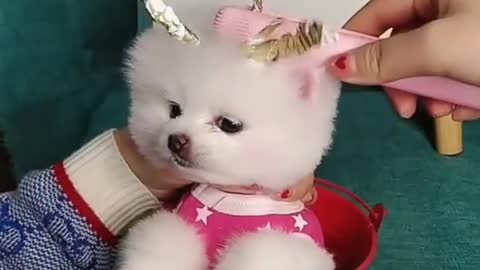 Cute dog