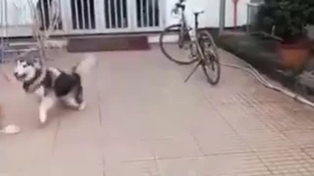 cute dog