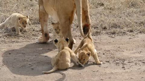 (ORIGINAL AUDIO) ADORABLE! SIX LION CUBS enjoy their first outdoor adventure (1080p 60FPS)