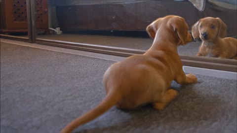 Cute Dog Playing Front of mirror