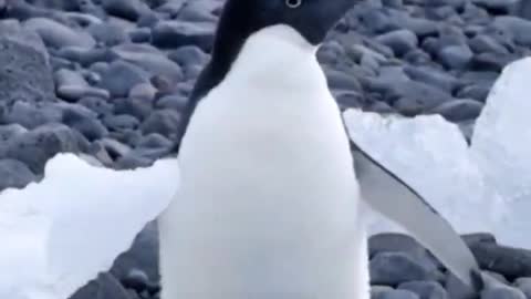 Cute penguin