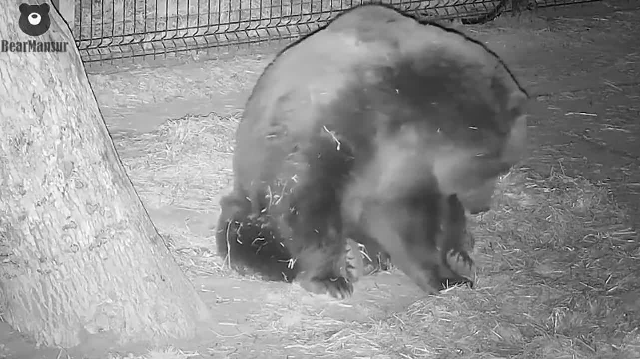 Hedgehog attacks a sleeping bear