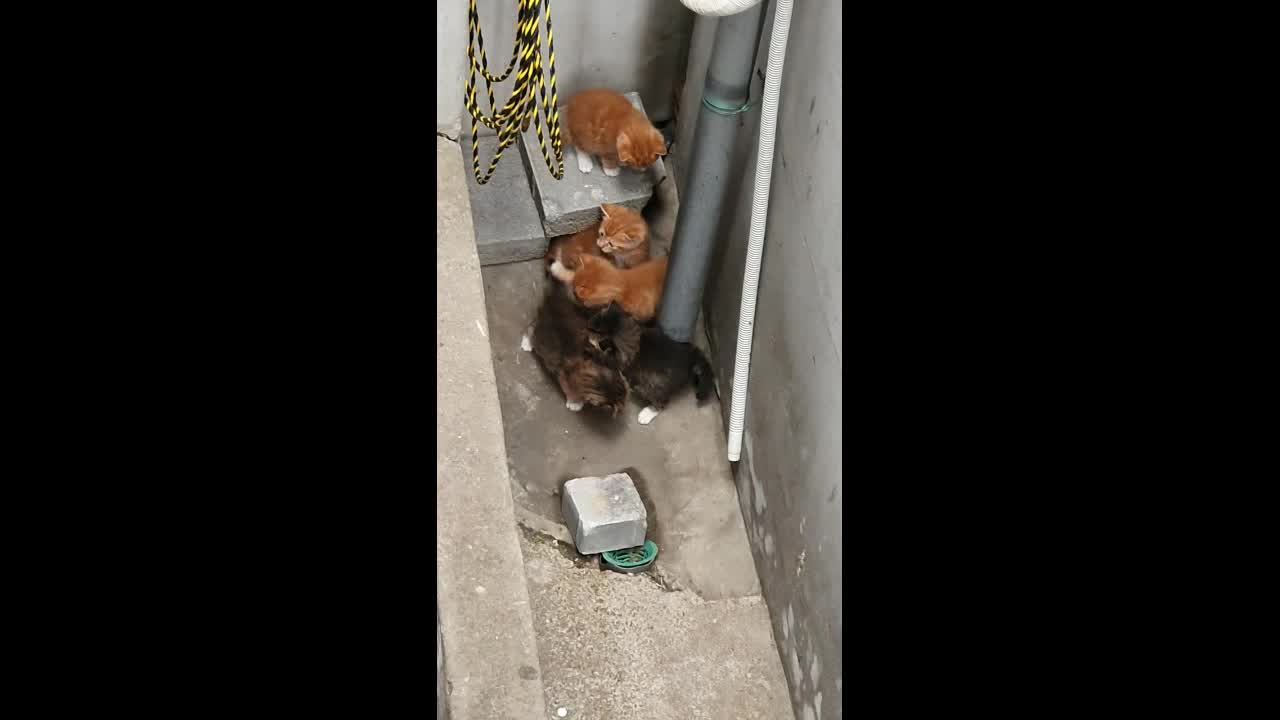 Kittens found at home1