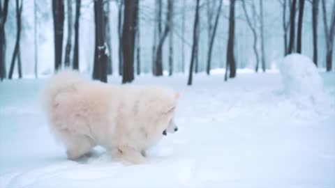 dog-forest-snow