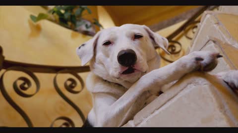 Watch This Beautiful Puppy Sitting On The Upstairs!