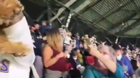 Simba Cam • Bark In The Park • Seattle Mariners [Dog owners recreate Iconic Simba and Raifiki Scene]