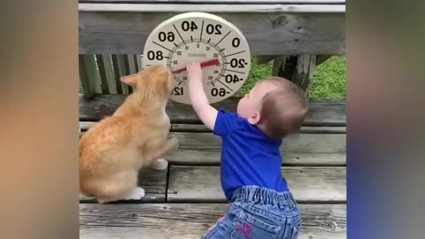 Crazy Cat Mitten's Funny Antics_ You Won't Believe What Mitten's Is Up to Now!