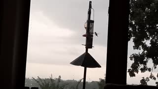 Bees pestering