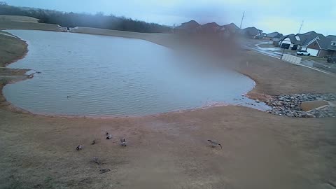 The Pond