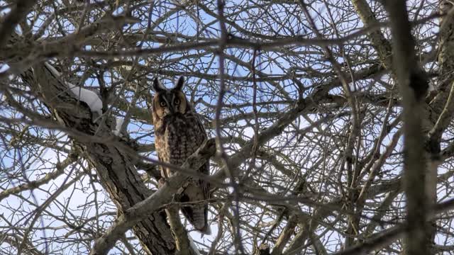 Owl in lakeshore