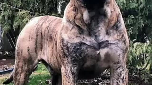 Most strongest and dangerous dog breeds in the world..