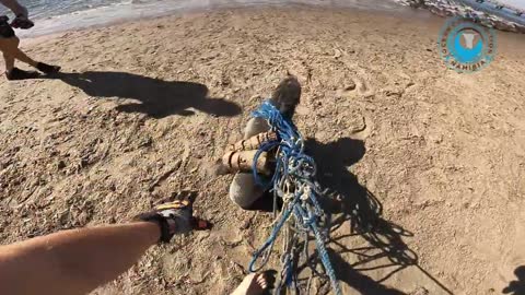 Baby Seal TRAPPED IN GHOSTNET Entanglement.