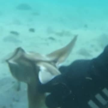 Baby shark rescued from fishing hook by hero diver 🦈