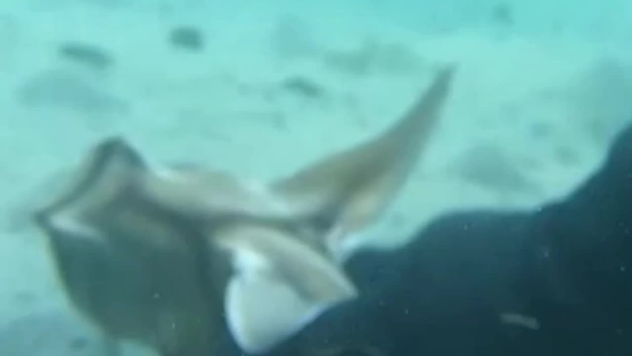 Baby shark rescued from fishing hook by hero diver 🦈