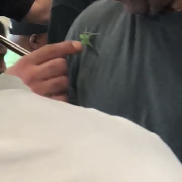 Guy hat grey shirt subway green bug on chest shoulder