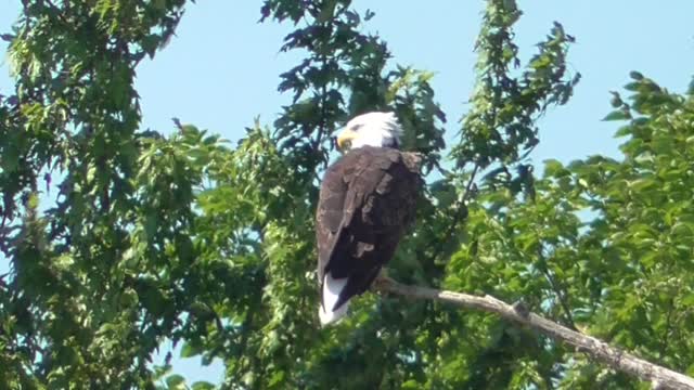 322 Toussaint Wildlife - Oak Harbor Ohio - Eagle On Grand Display