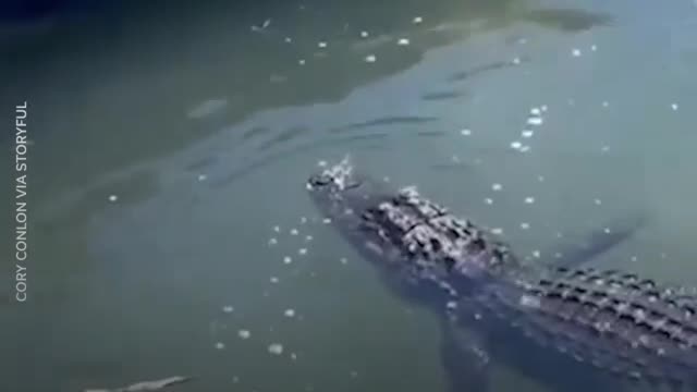 Shark vs aligator