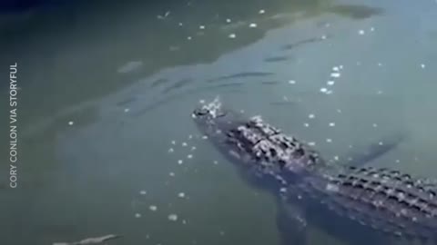 Shark vs aligator