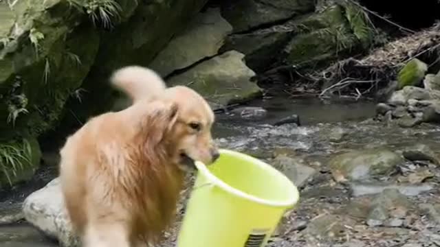 a very clever and friendly dog video