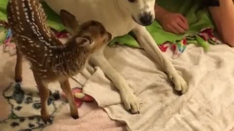 Sweet pup welcomes home rescued distressed fawn