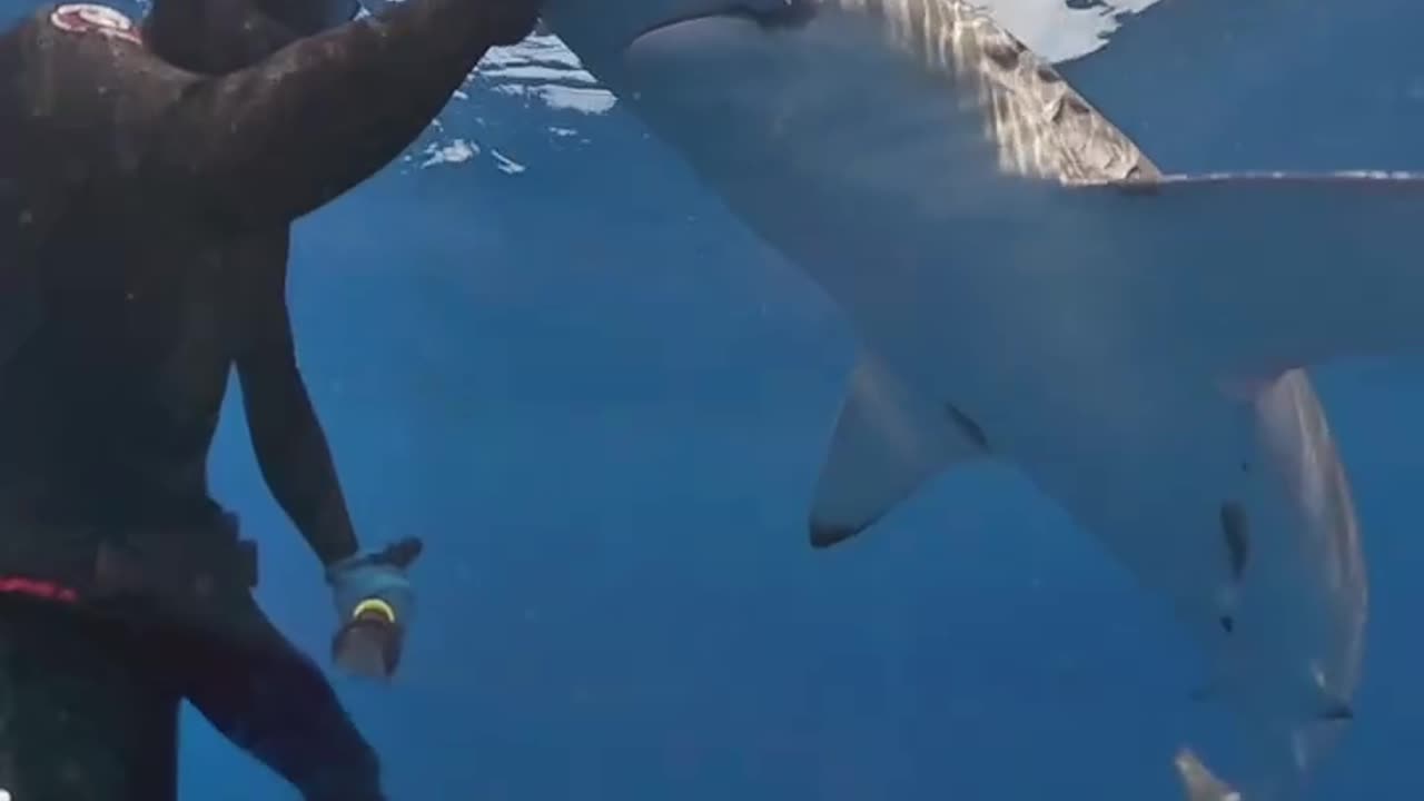 Wildlife