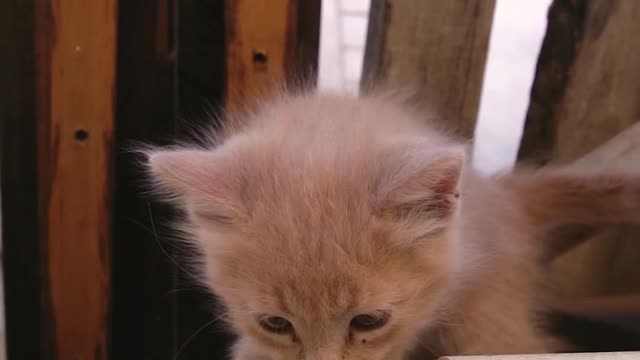 A little kitten walking