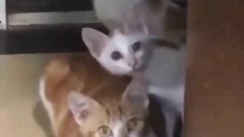 Funny Cats - how to handle Human Conflict.