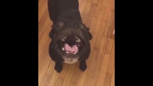 Try Not To Laugh or Grin While Watching Funny Animals Compilation ❤️