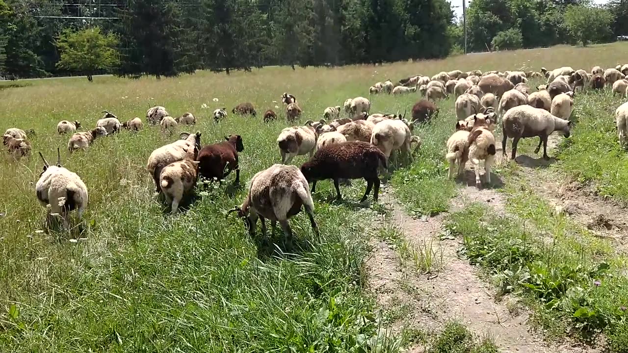 Sheep Moving to Front Yard - July 25th 2020