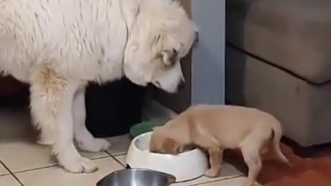 FUNNY DOGS VIDEOS