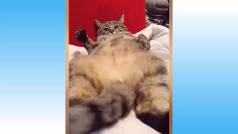 Funny Pet Videos - crazy cats