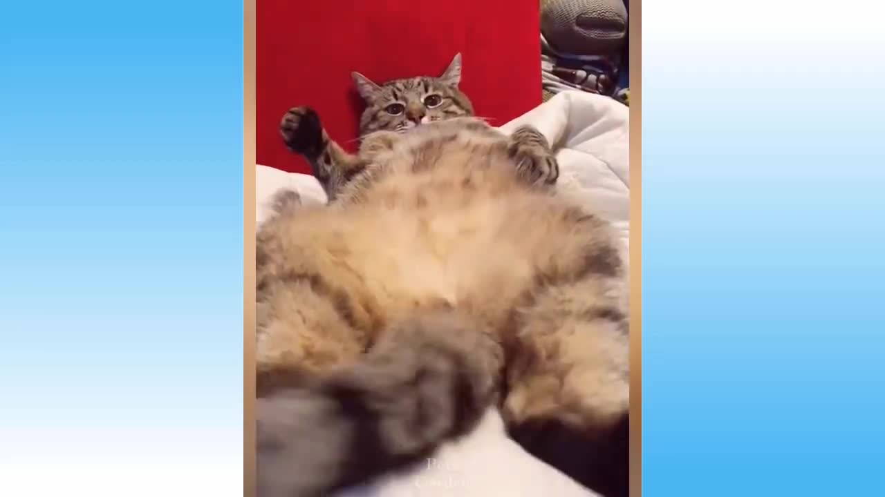 Funny Pet Videos - crazy cats