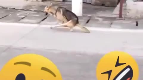 runing dog funny video