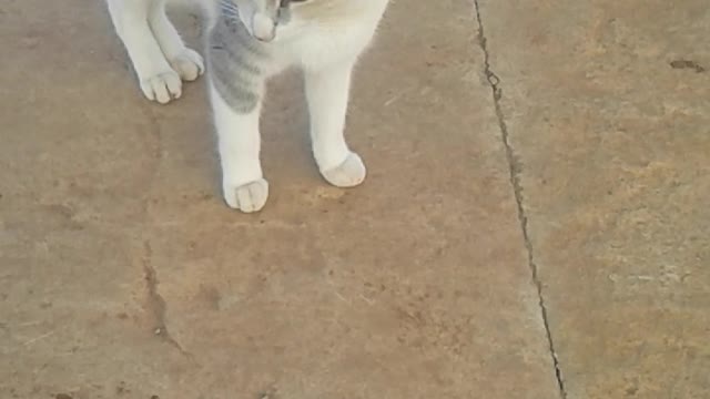 Watch the reaction of a cat approaching me as I walk away from it(party 2