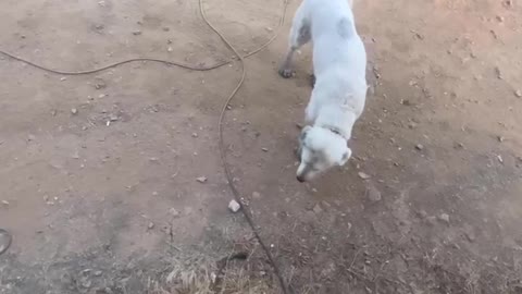 Farm life and animal angels