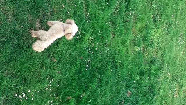 Opasan pas svađa se sa susjedom 1