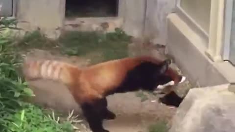 Red Pandas.. 😂