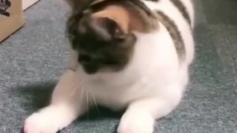 Funny Animals in Tiktok Trending 2023