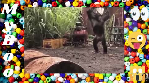 monkey shoots