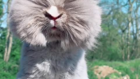 English angora rabbit