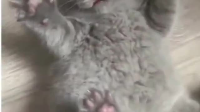 what a cute kitten and how angry he is