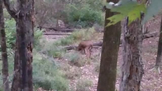 Ten Point buck leaving