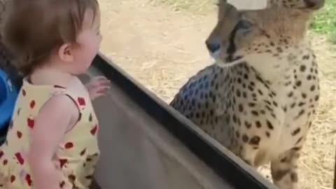 Cute baby enjoy to the jaguar